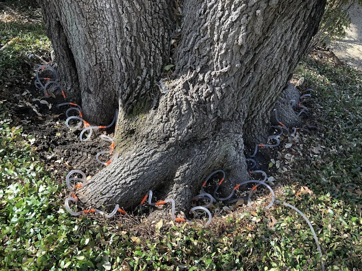 Detailed Tree Cabling and Bracing job site in Buffalo Creek