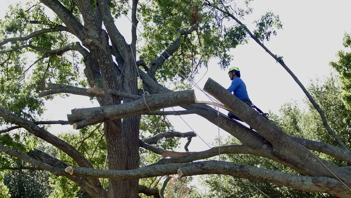 Professional Hazardous Tree Removal performed by certified arborists in Buffalo Creek