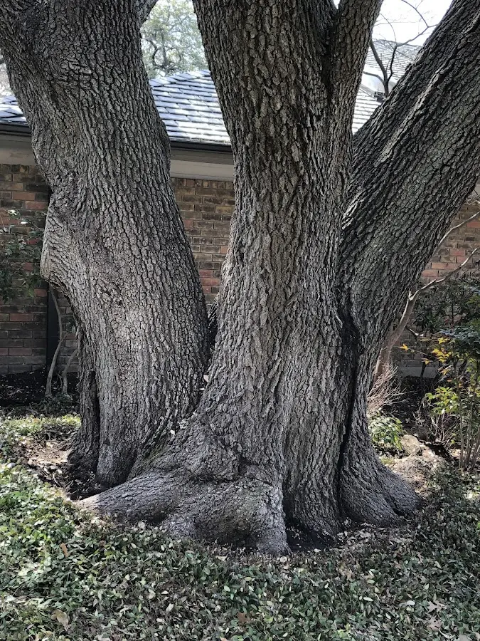 Mature heritage tree close to a Buffalo Creek property cared for by certified arborists