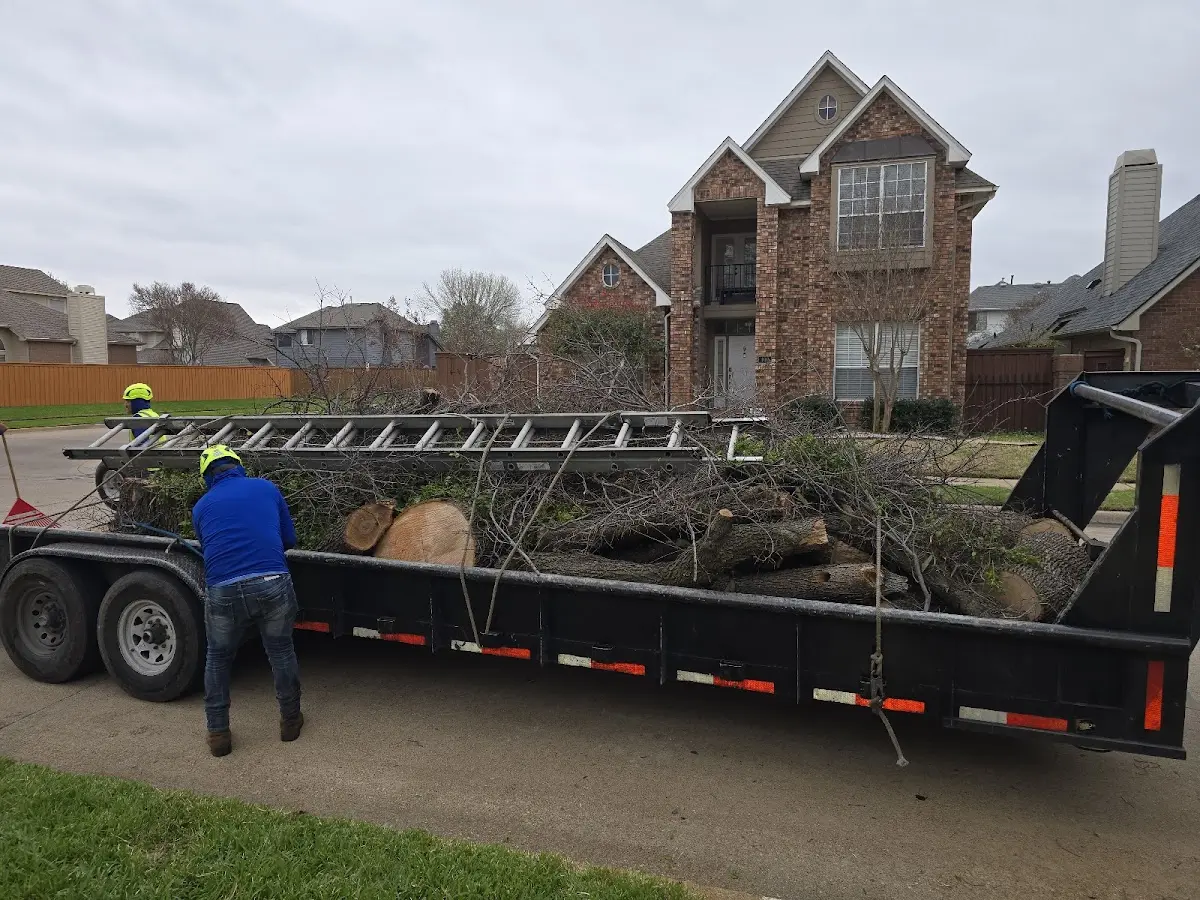 Expert Tree Removal with proper safety equipment in Buffalo Creek